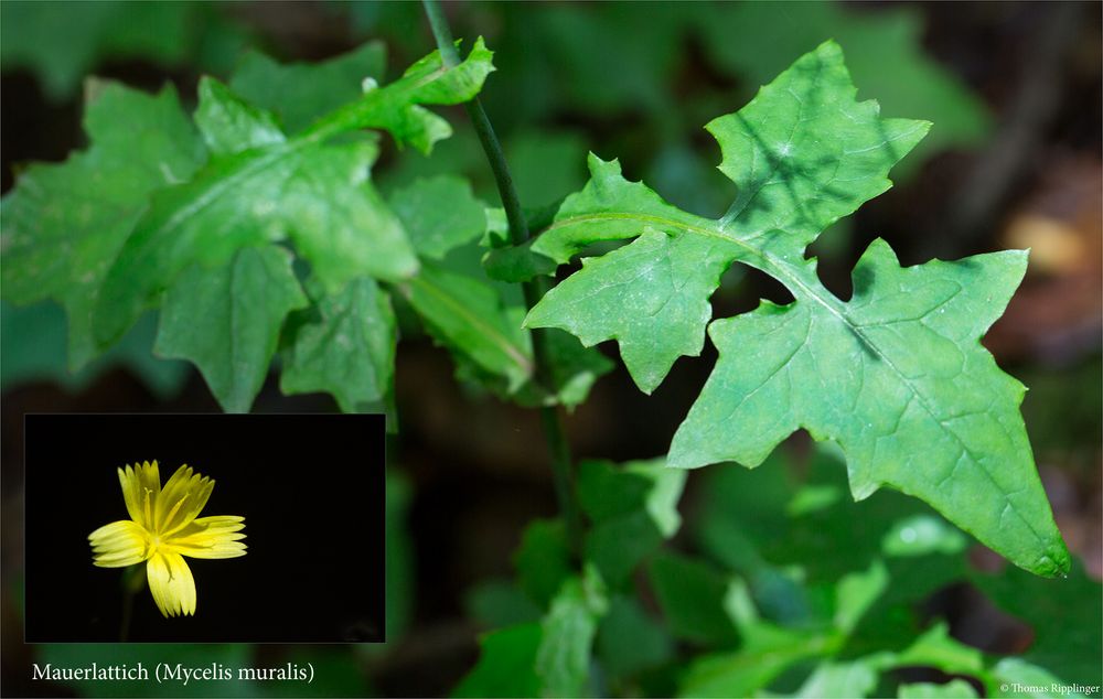 Mauerlattich (Mycelis muralis).. Foto & Bild pflanzen, pilze