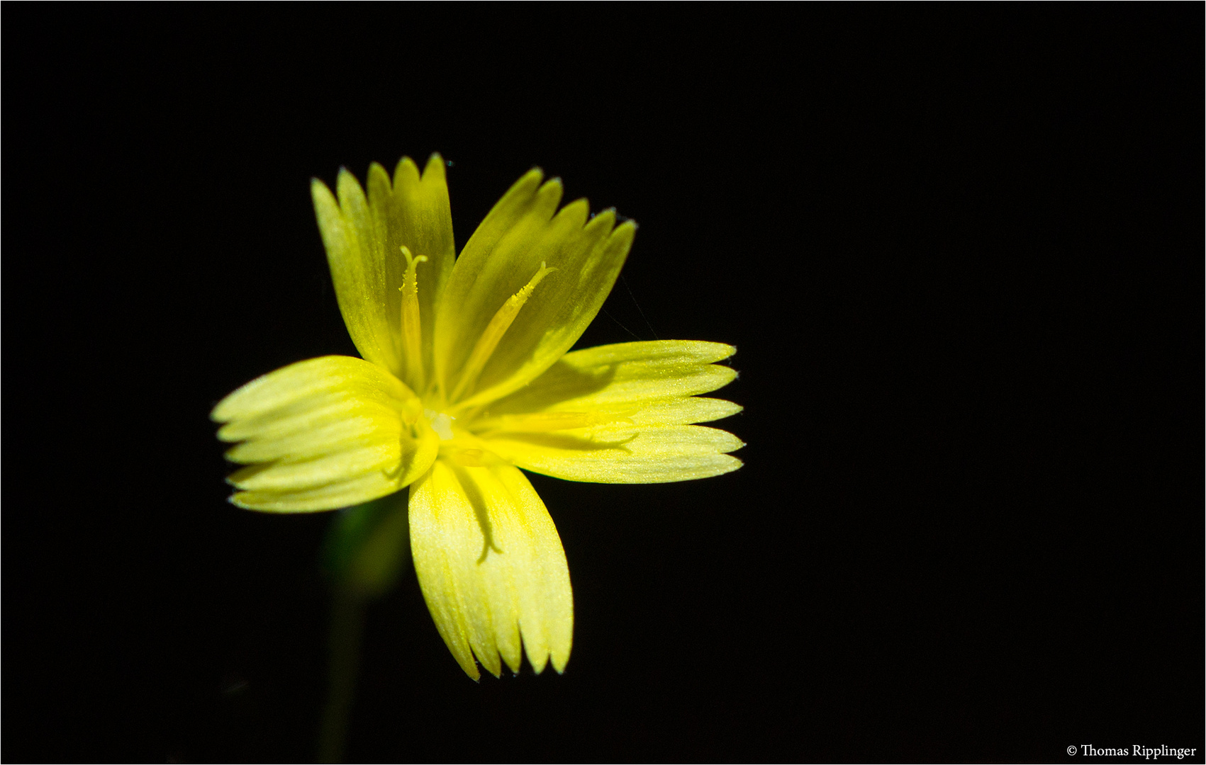 Mauerlattich (Mycelis muralis)