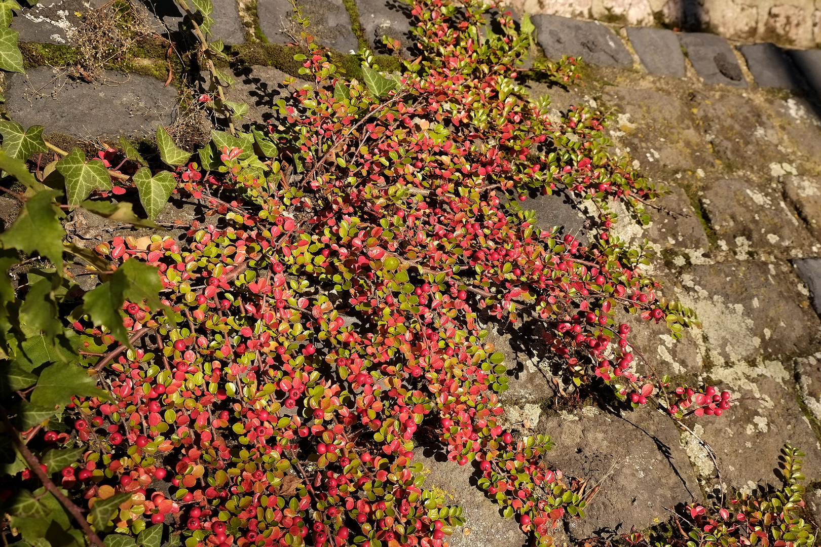 Mauermittwochsblümchen