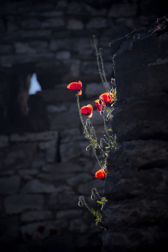 Mauermohn