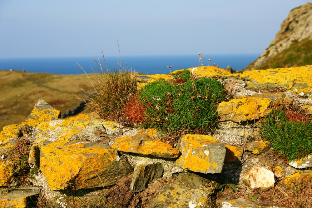 Mauermoos in Tintagel