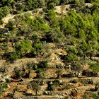 Mauern am Puig d’Alaró