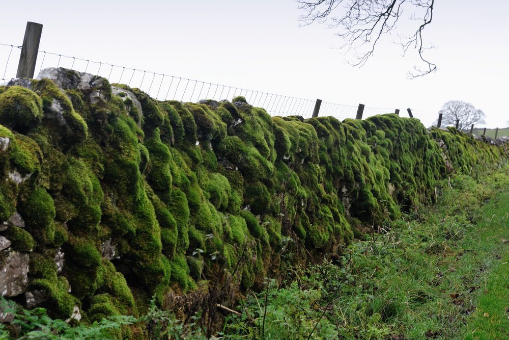 Mauern in den Yorkshire Dales