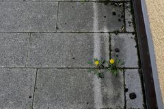 Mauern, Pflaster und Blomen
