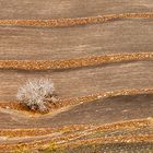 Mauern und Feigenbaum auf Lanzarote