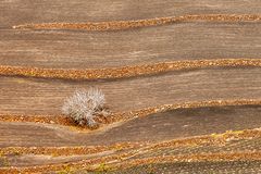 Mauern und Feigenbaum auf Lanzarote