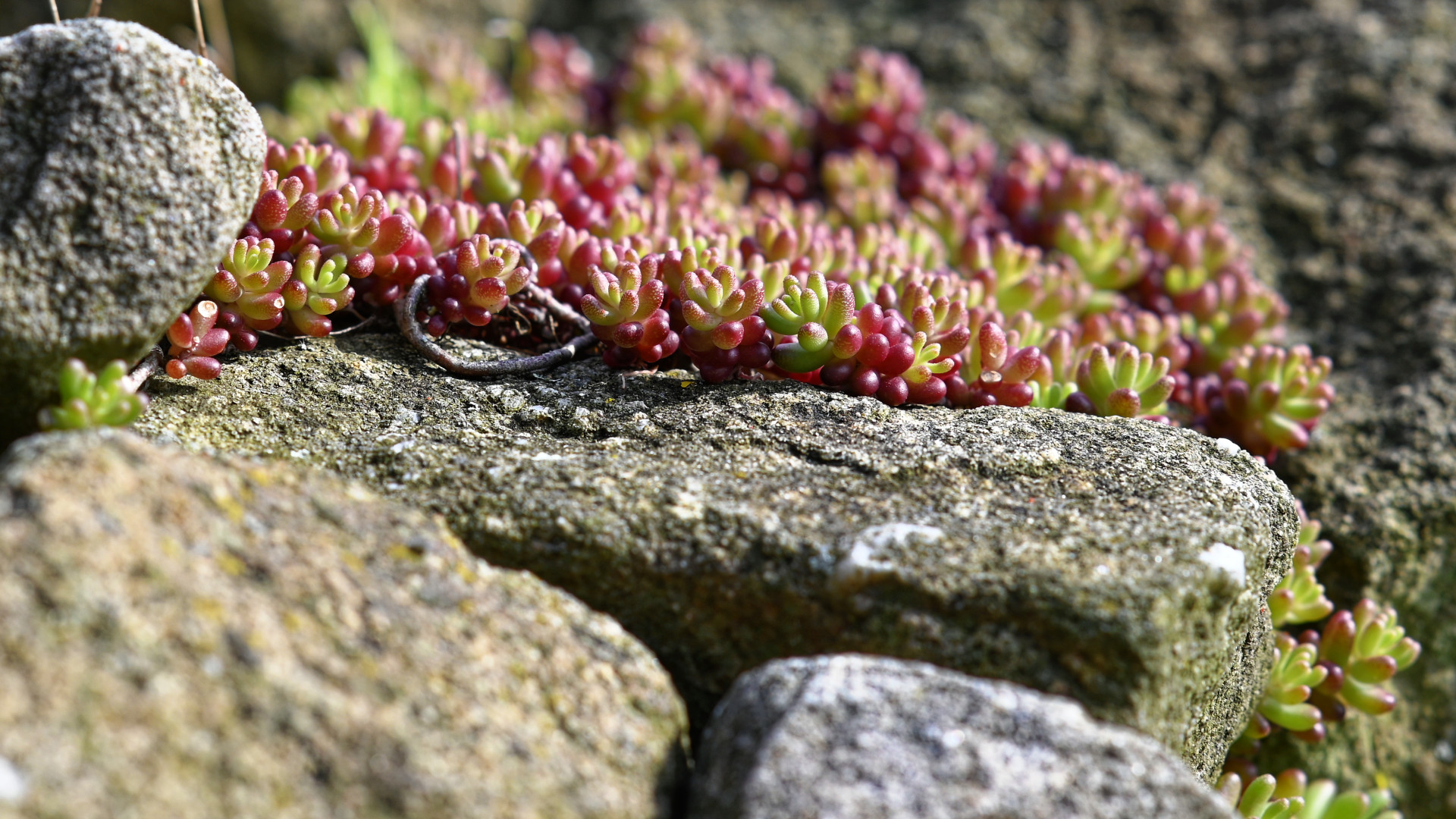 Mauerpeffer (Sedum) im Steingarten noch vor der Blütezeit
