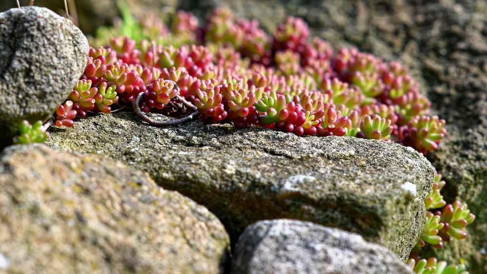 Mauerpeffer (Sedum) im Steingarten noch vor der Blütezeit