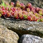 Mauerpeffer (Sedum) im Steingarten noch vor der Blütezeit