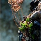 Mauerpfeffer (Sedum) #1