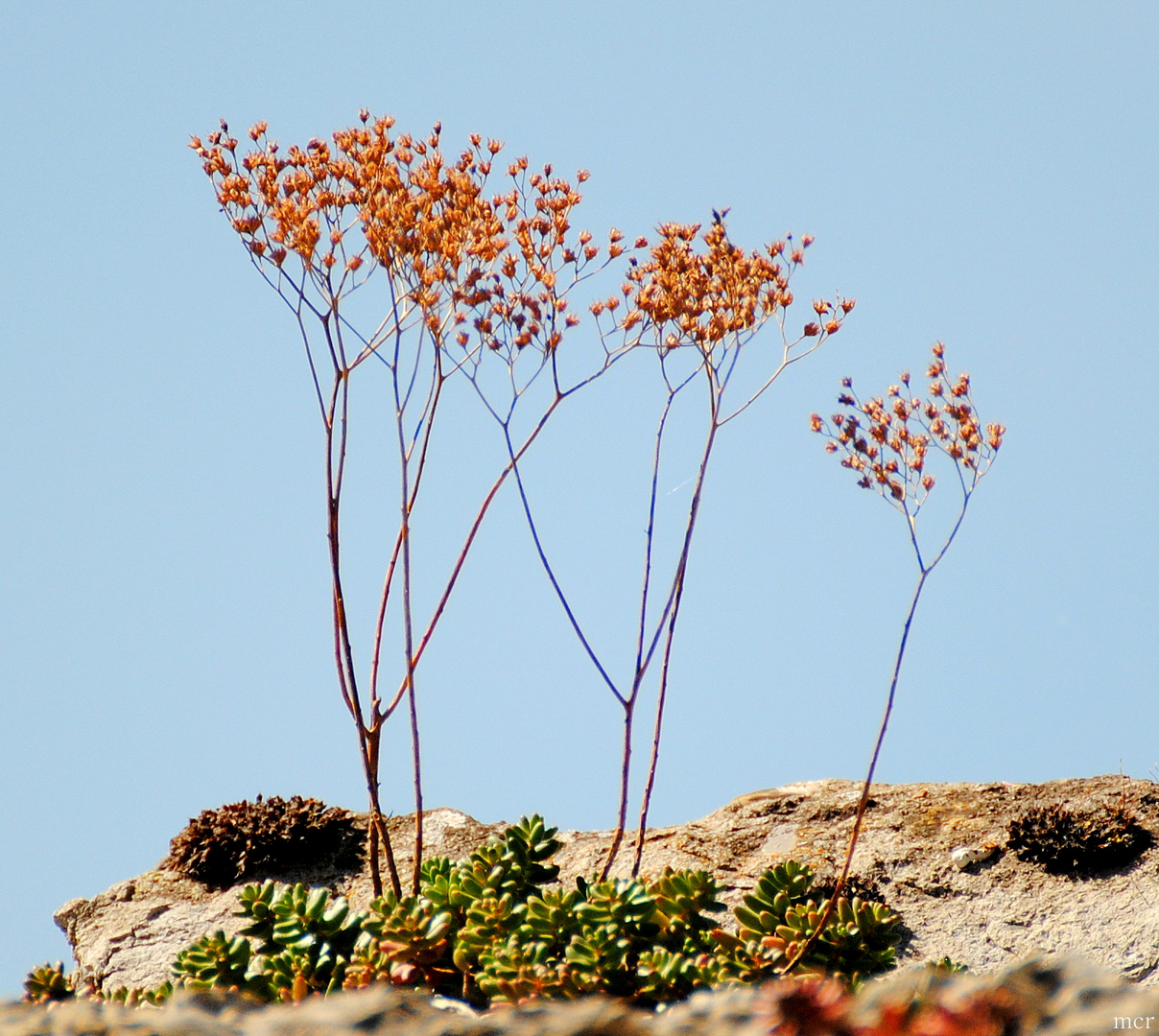 Mauerpfeffer (Sedum) #2