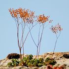 Mauerpfeffer (Sedum) #2