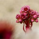 Mauerpfeffer (Sedum acre)....