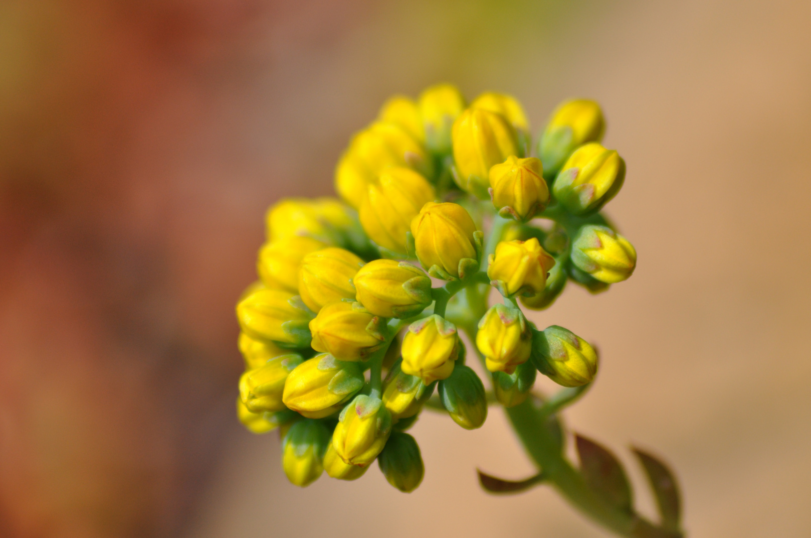 Mauerpfeffer Sedum lanceolatum