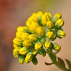 Mauerpfeffer Sedum lanceolatum