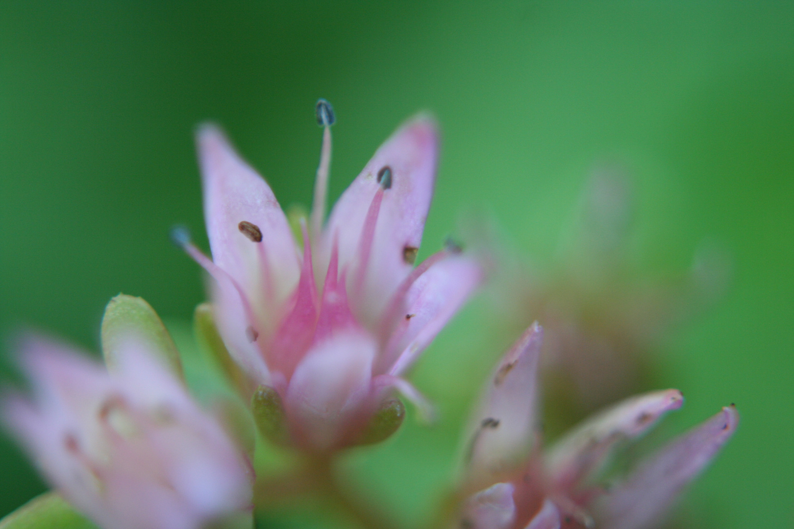 Mauerpfeffer - Sedum spurium 'rosa'