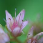 Mauerpfeffer - Sedum spurium 'rosa'