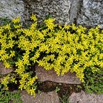 ...Mauerpfeffer...Sedum acre...