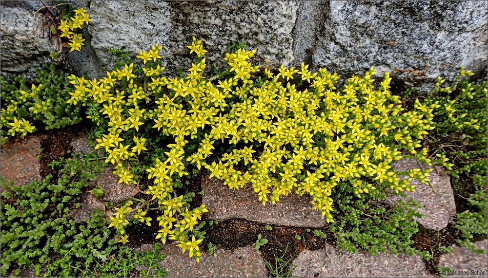 ...Mauerpfeffer...Sedum acre...