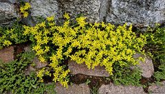 ...Mauerpfeffer...Sedum acre...