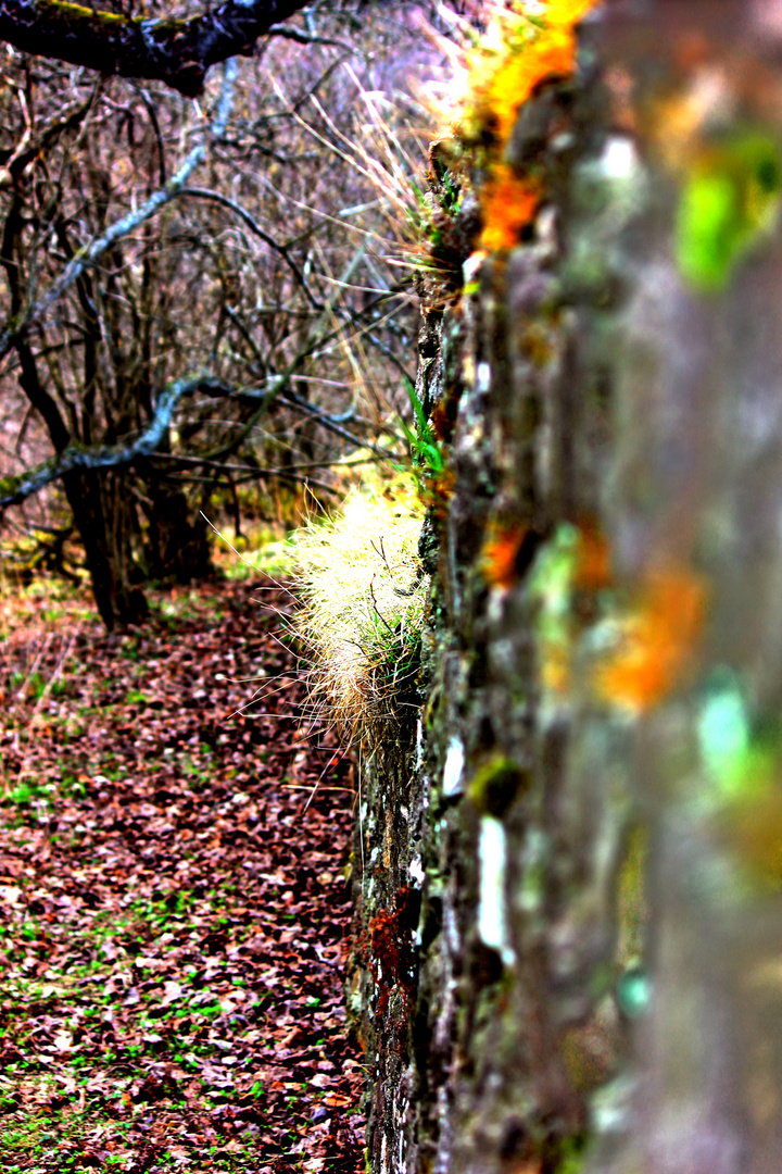 Mauerpflanzen unter dem Feldberg (Taunus)