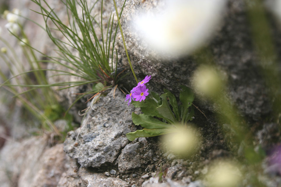 mauerplümchen