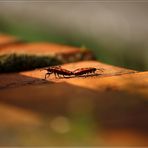 Mauerritzenwelt... Die Bewohner...