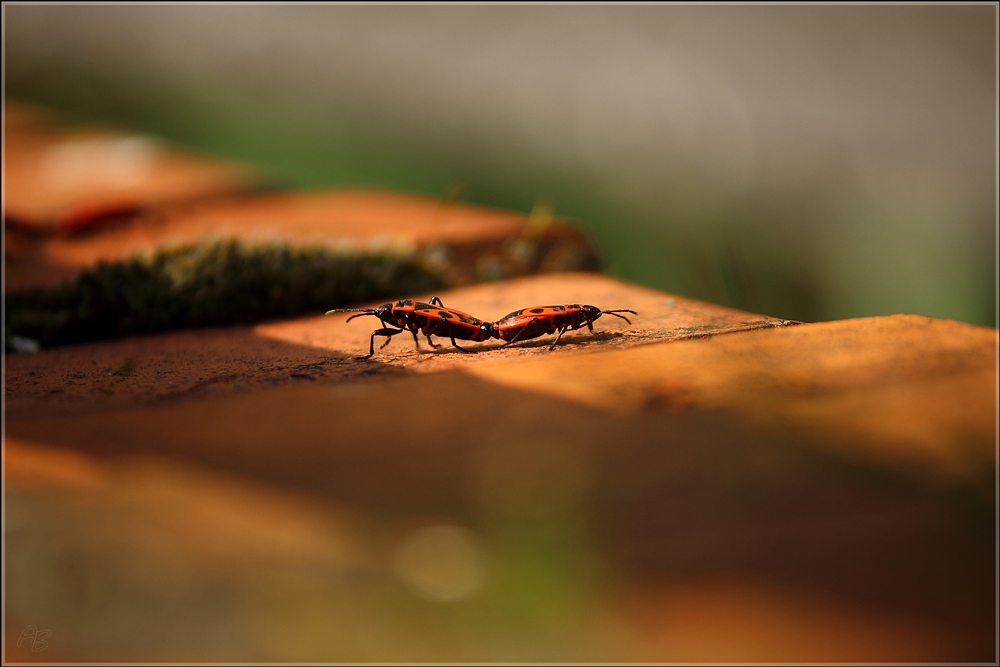 Mauerritzenwelt... Die Bewohner...