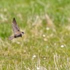 Mauerschwalbe am Vogelboulevard