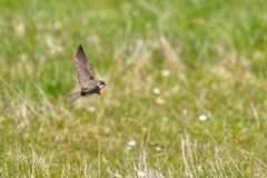 Mauerschwalbe am Vogelboulevard