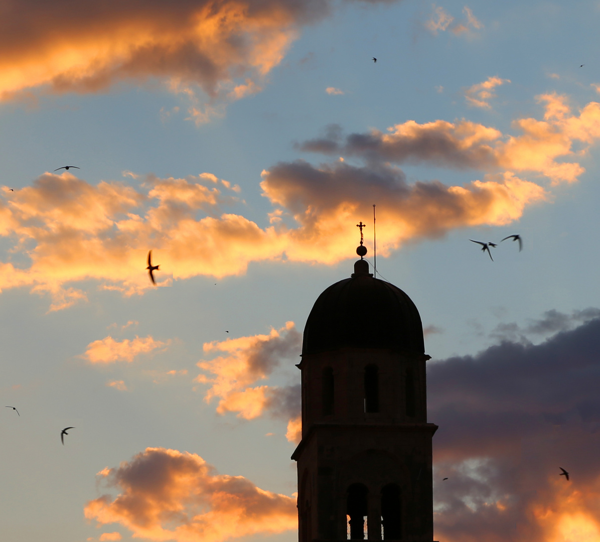 Mauersegler am Abendhimmel