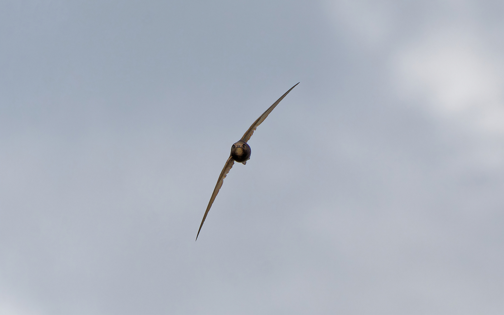 Mauersegler aus den Maasduinen