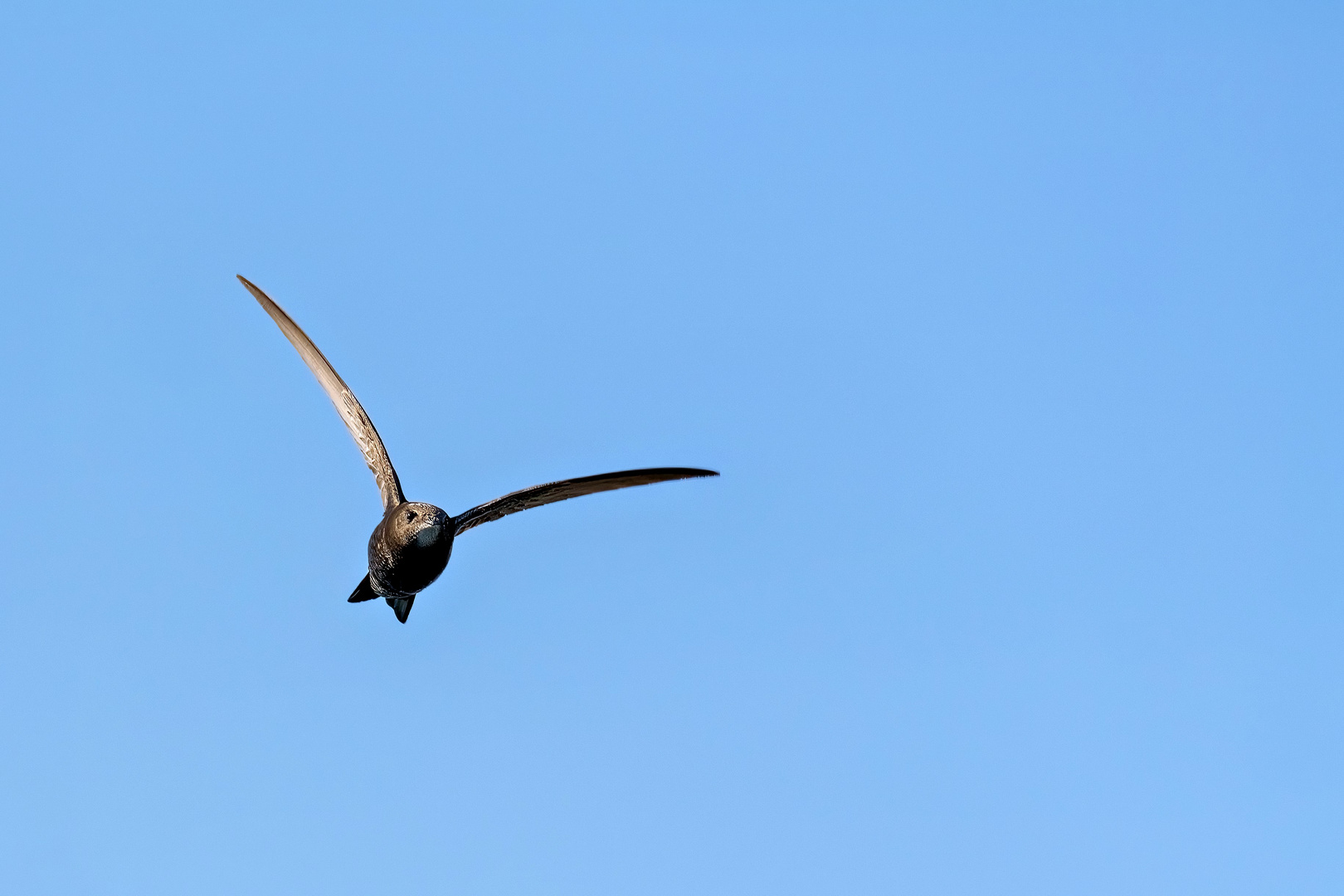 Mauersegler im Flug