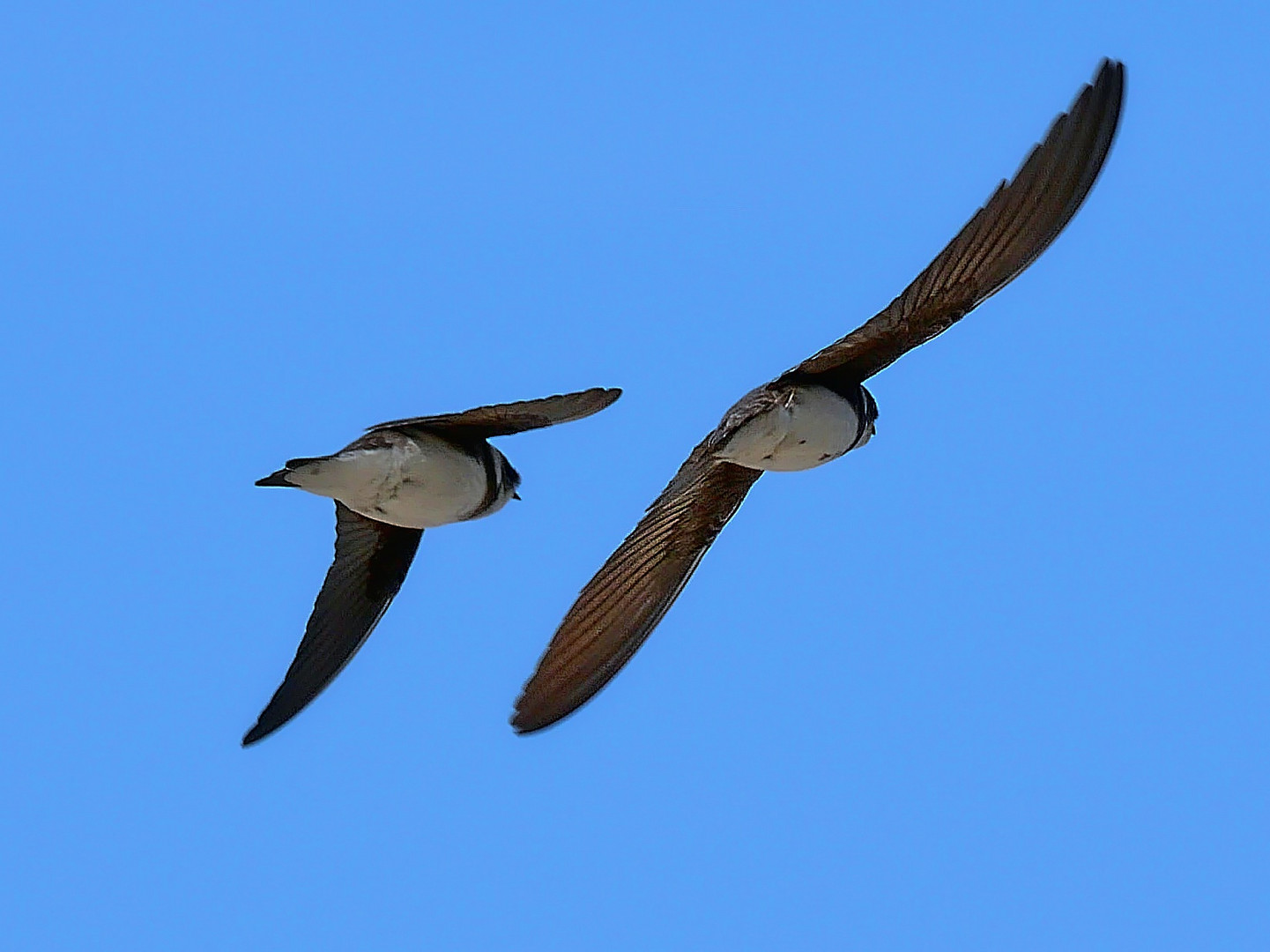 Mauersegler im Flug