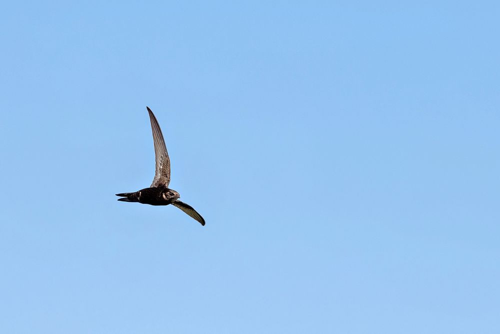 Mauersegler im Flug