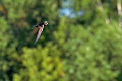 Mauersegler im Flug