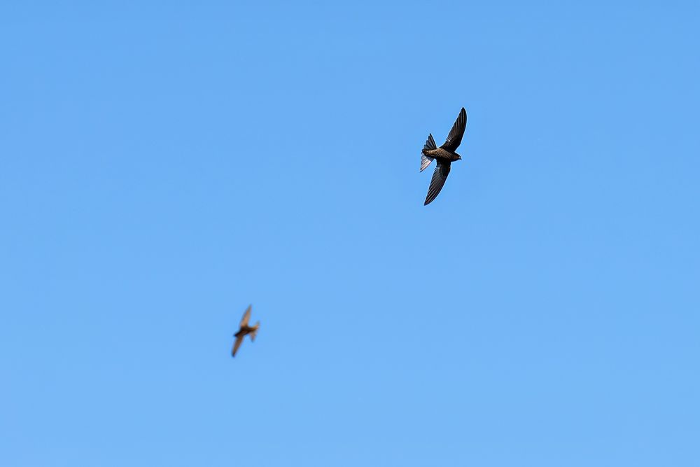 Mauersegler im Flug