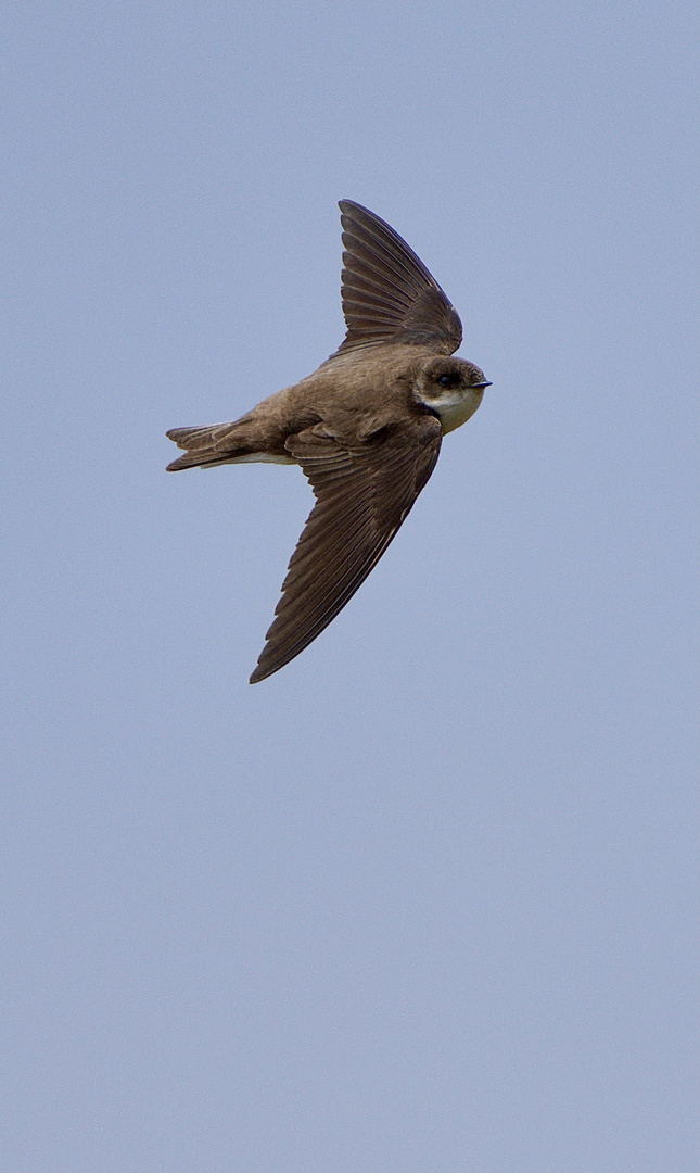 Mauersegler im Flug