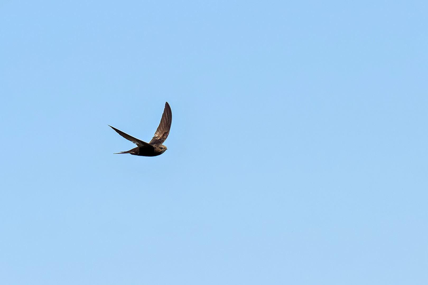 Mauersegler im Flug