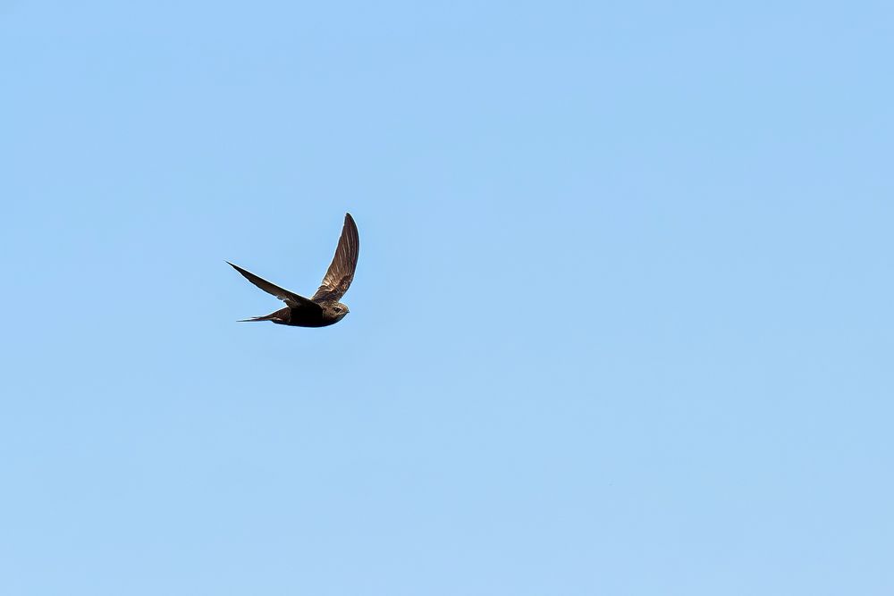 Mauersegler im Flug