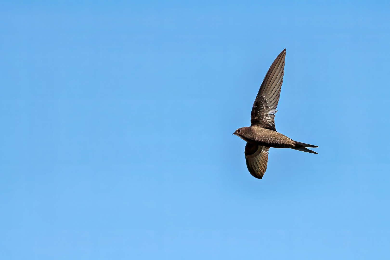 Mauersegler im Flug