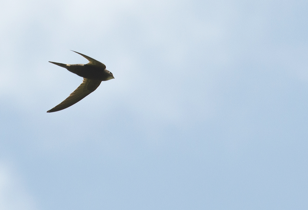 Mauersegler im Flug