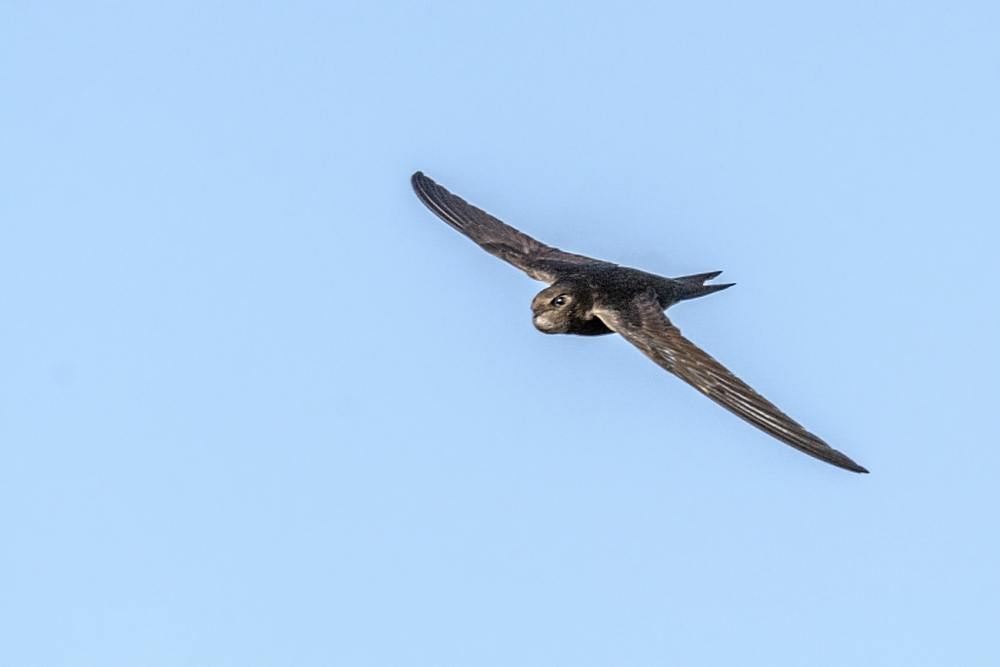 Mauersegler im Jagdflug ......