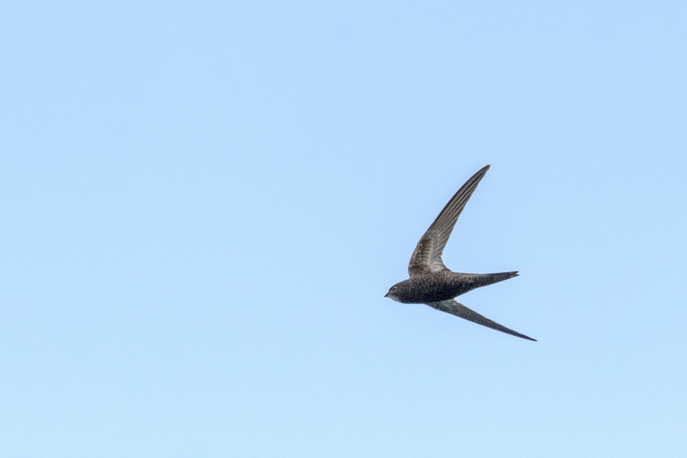 Mauersegler im Jagdflug ..