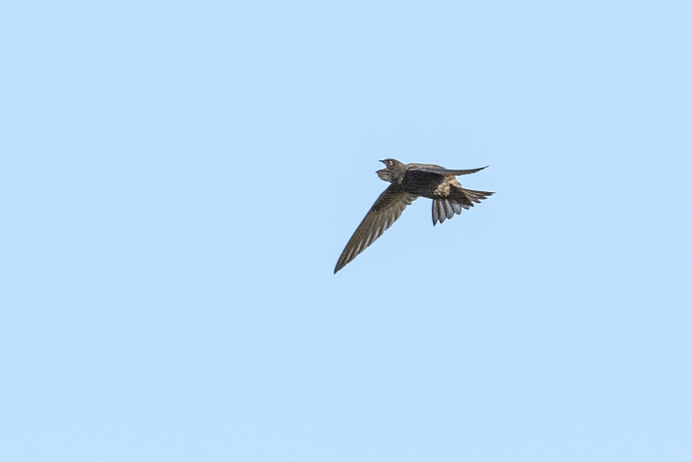 Mauersegler im Jagdflug ....