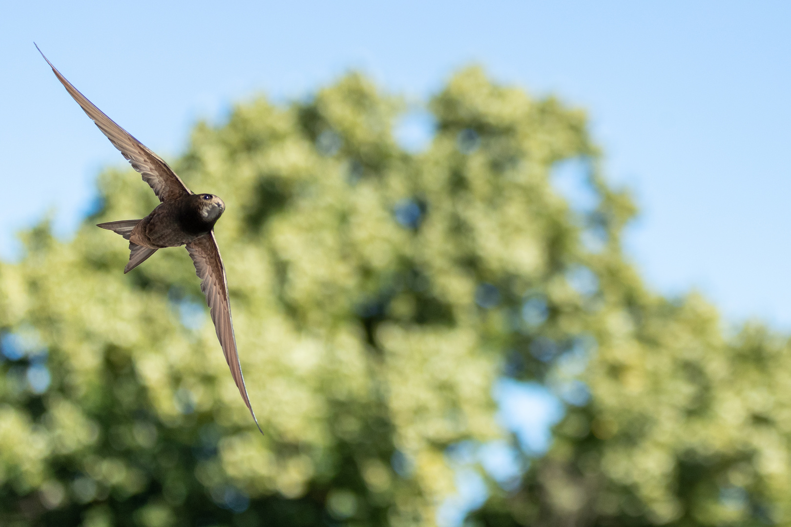 Mauersegler im Vorbeiflug