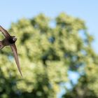 Mauersegler im Vorbeiflug