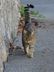 Mauer.Tiger