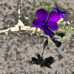Mauerveilchen (viola murensis fractalia)