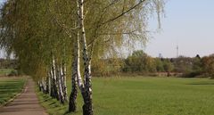 Mauerweg im Frühling